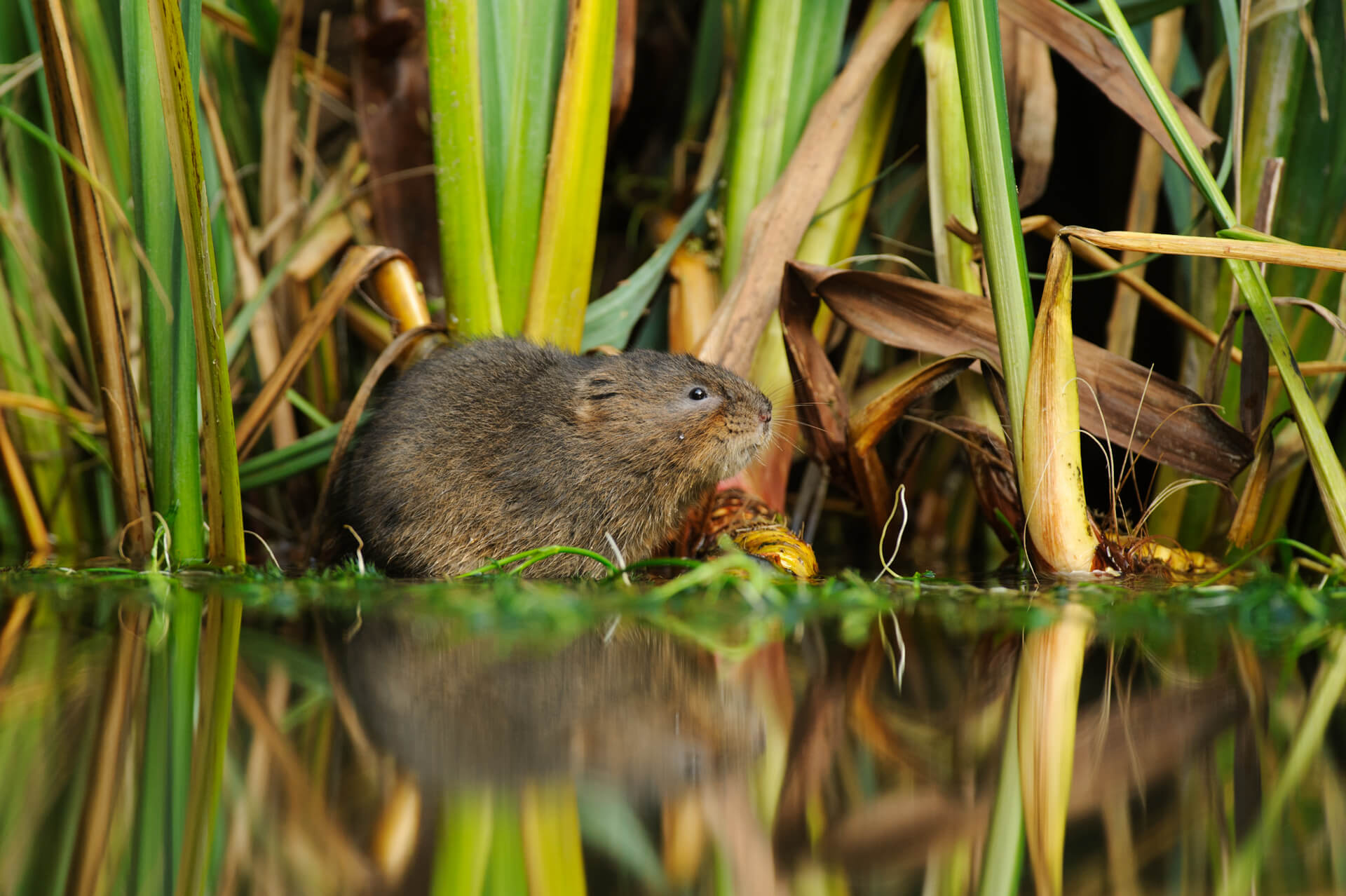 Water-Vole Photo credit to Terry-Whittaker-2020VISION