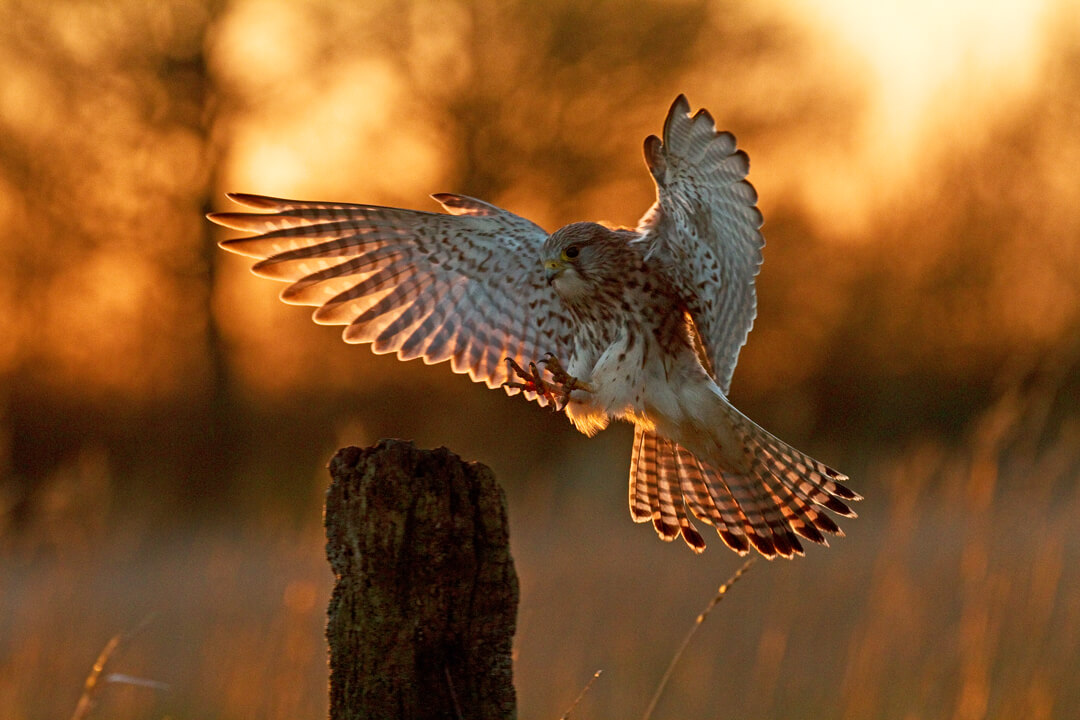 Kestrel-©-Russell-Savory