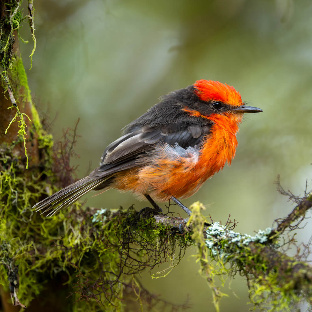 Little vermilion flycatcher on Isabela © Tim Karels