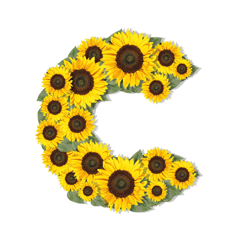 Chelmsford C logo shape made up of Sunflowers