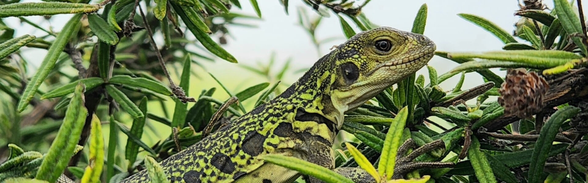 © Johannes Ramírez, Galapagos National Park