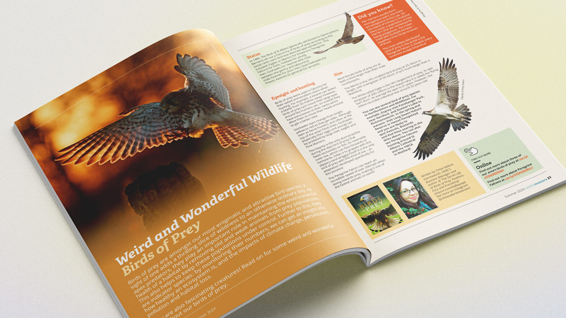 Herts & Middlesex Wildlife Trust's 'Wildlife matters' magazine inside spread featured article about bird of prey